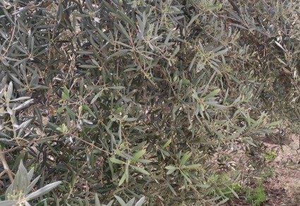 Terreno en venta en Lucena, Zona Ctra Rute