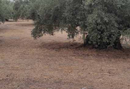 Finca de olivos en venta en Lucena, Zona La Torca