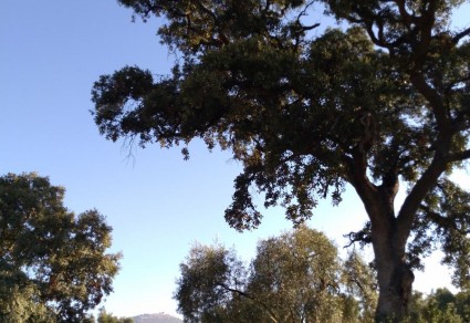 Terreno en venta en Lucena, Zona Los Cuatro Cerros