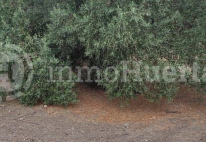 Finca de olivos en venta en Lucena, Zona Pilar de la Dehesa